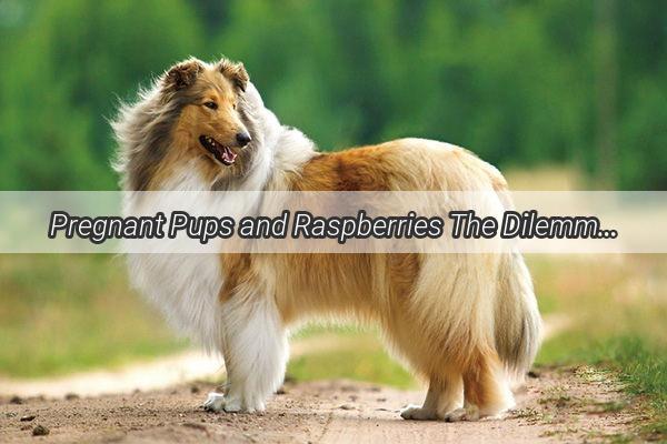 Pregnant Pups and Raspberries The Dilemma of Canine Pregnancy and Fruit Intake